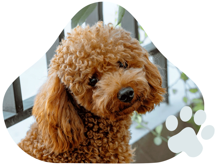 Pup of the week - Meet Earl!